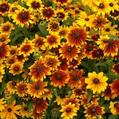 Black Eyed Susan Seeds (Dwarf) - Rustic Mix - Packet, Summer and Fall/Burgundy-Orange Blooms, Flower Seeds